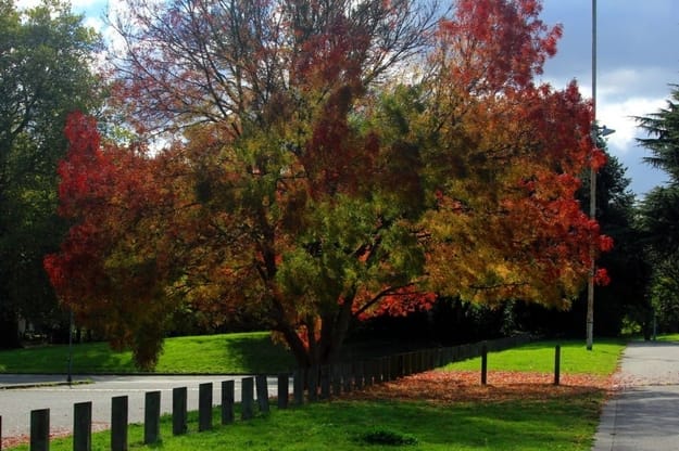 Raywood Ash Tree Pros And Cons Your Lawn Fairy