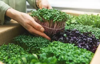 How to Grow Microgreens DIY instructions