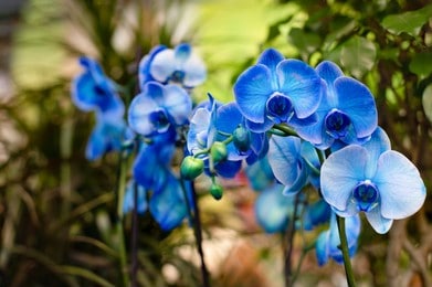 Blue Mystique Orchids | Growing, Caring and Decorating Tips