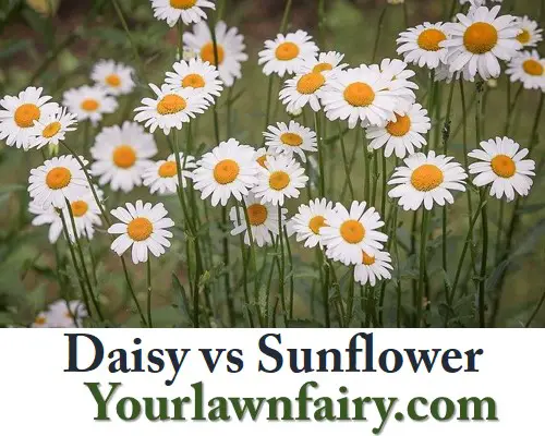 Daisy vs Sunflower – Let’s know the difference