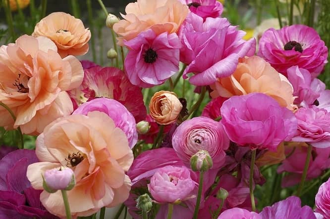 Ranunculus Leaves Turning Yellow: Causes and Solutions