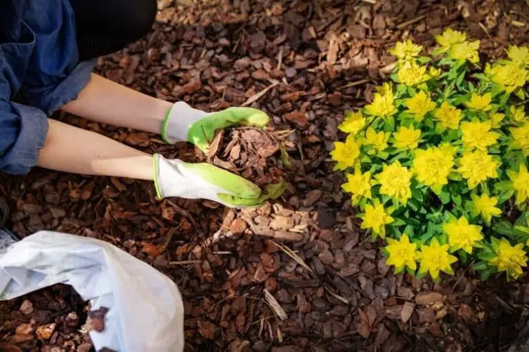 Why does mulch smell like poop? | How to get rid of it