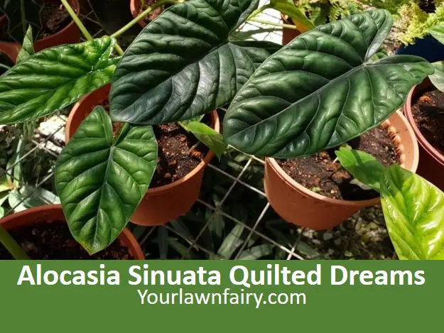 Alocasia Sinuata ‘Quilted Dreams’ Ultimate Care Guide