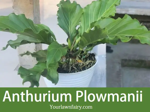 Anthurium Plowmanii: Care and Cultivation