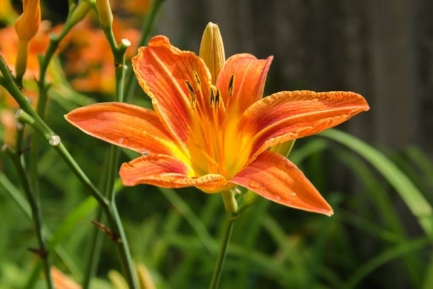 How to Plant Daylily Proliferations? Easy Guide