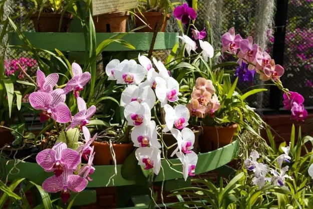 Are orchids resilient | Yes they are
