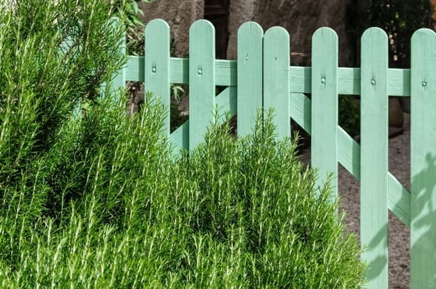 Why Should You Plant Rosemary By Your Garden Gate