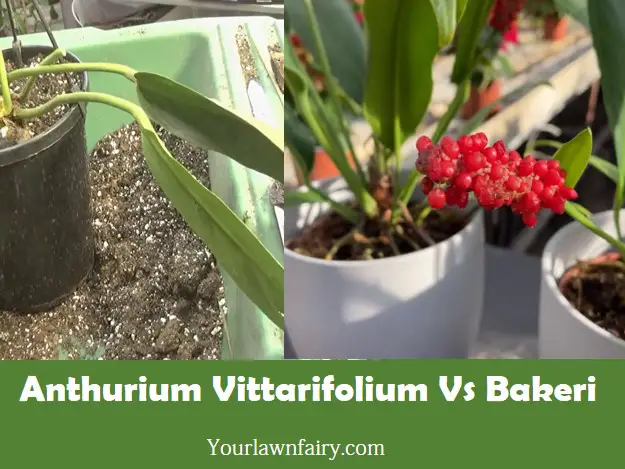 Anthurium Vittarifolium Vs Bakeri What’s The Difference?