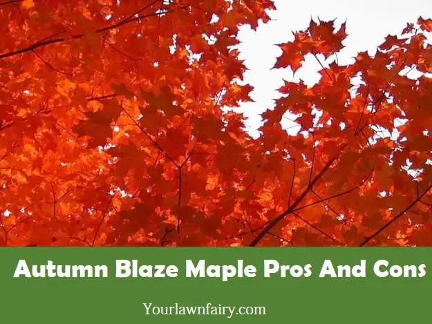Autumn Blaze Maple Pros And Cons