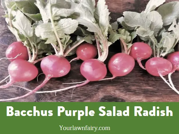 Bacchus Purple Salad Radish