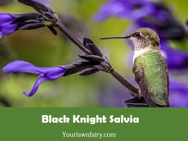Black Knight Salvia | All You Need to Know About