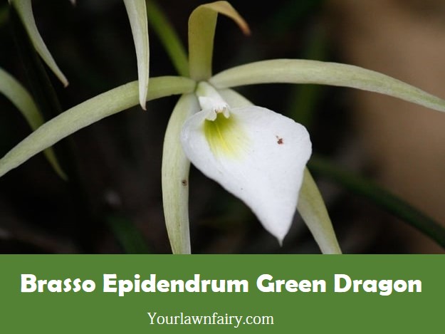 Brasso Epidendrum Green Dragon | All You Need to Know About