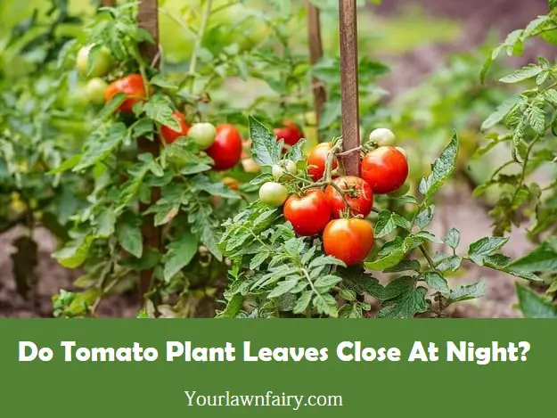 Do Tomato Plant Leaves Close At Night?