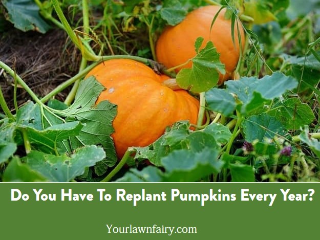Do You Have To Replant Pumpkins Every Year