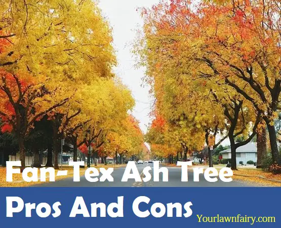 Fan-Tex Ash Tree Pros And Cons