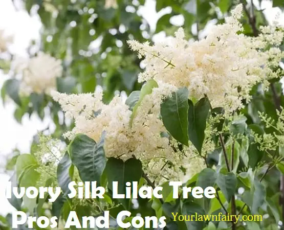 Ivory Silk Lilac Tree Pros And Cons