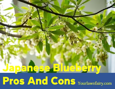 Japanese Blueberry Tree Pros And Cons 