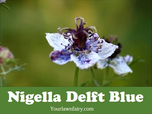 Nigella Delft Blue| All You Need to Know About