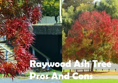 Raywood Ash Tree Pros And Cons