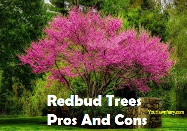 Pros And Cons Of Redbud Trees