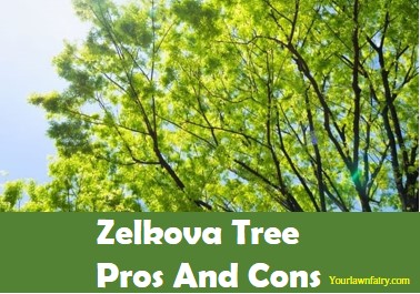 Zelkova Tree Pros And Cons