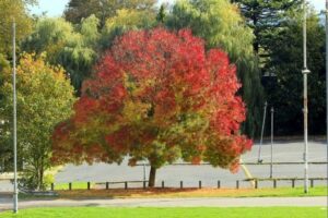 Raywood Ash Tree Pros And Cons – Your Lawn Fairy