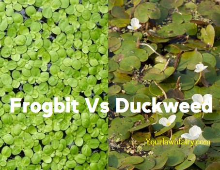 Frogbit Vs Duckweed Let’s Know The Difference