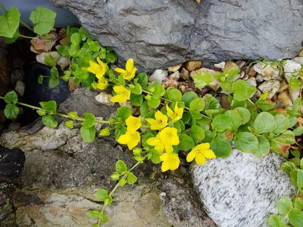 Why Is My Creeping Jenny Dying and How Can I Fix It?