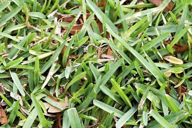 Why Is My St Augustine Grass Turning Yellow And What Will I Do About It?