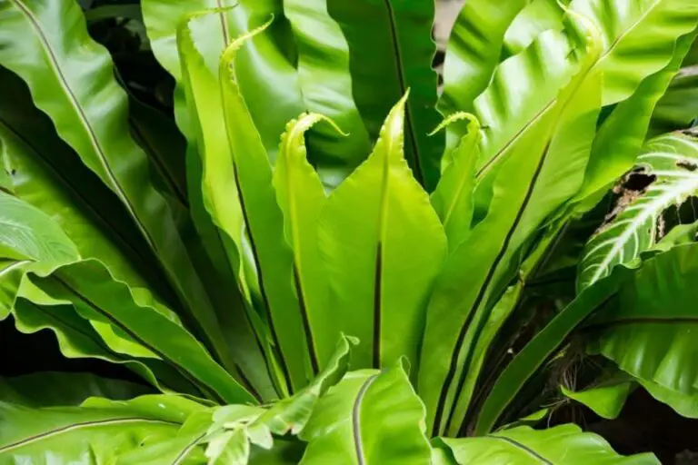 Bird’s Nest Fern Dying? Here’s Why & How to Save It