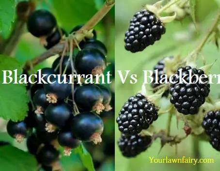 Blackcurrant Vs Blackberry | Let’s Know the Difference