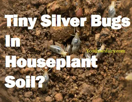 Tiny Silver Bugs In Houseplant Soil? Eliminate Them!