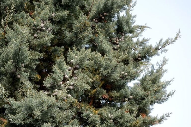 Carolina Sapphire Cypress Turning Brown? Here’s Why & How to Save It