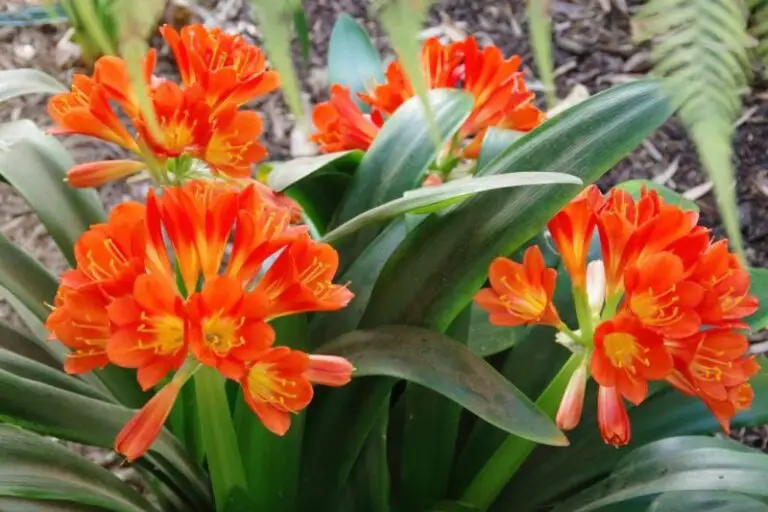 Clivia Leaves Turning Yellow? Here’s why & How to Save It