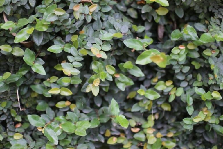 Creeping Fig Dying? Here’s Why & How to Save It Your Lawn Fairy