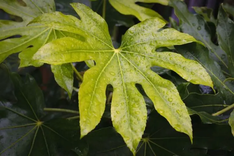Fatsia Japonica Yellow Leaves? Here’s Why & How to Prevent It