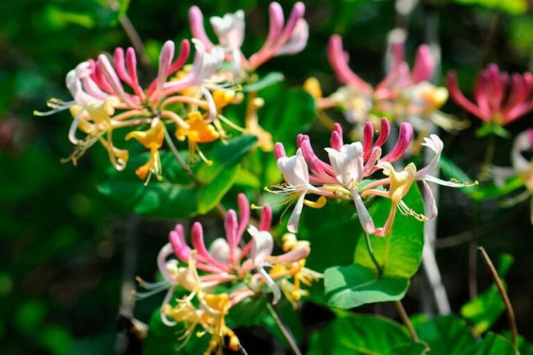 When Does Honeysuckle Bloom? Your Lawn Fairy