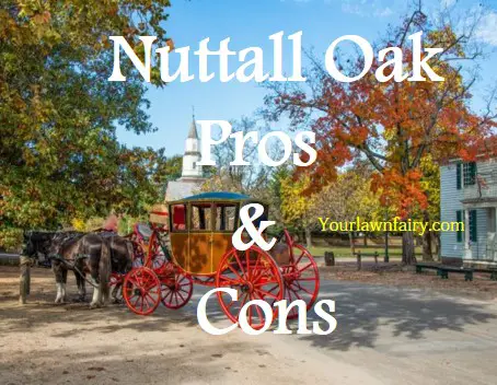 Nuttall Oak Pros And Cons
