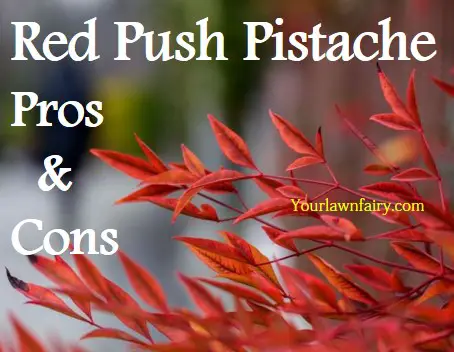 Red Push Pistache Pros And Cons