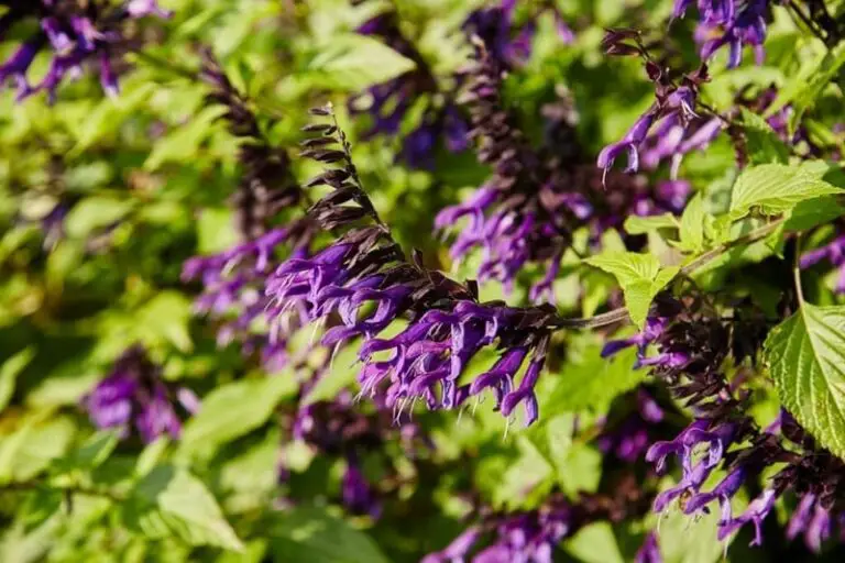 Salvia Amistad | Everything You Need To Know About