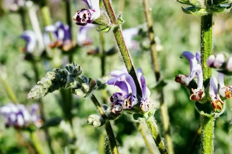 Salvia Indica Everything You Need to Know About