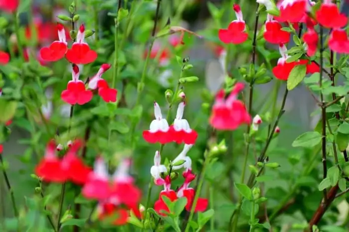 Salvia Microphylla | Everything You Need To Know About