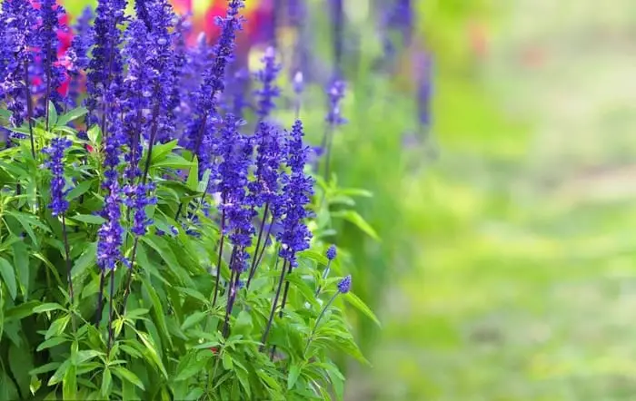 Salvia Victoria Blue | Everything You Need to Know About