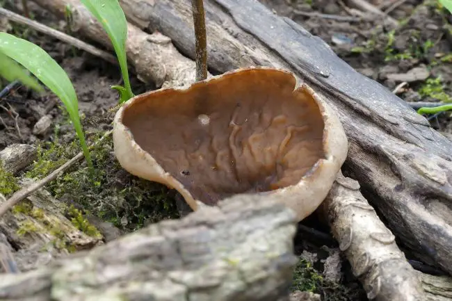 Elephant Ear Mushroom: Everything You Need To Know