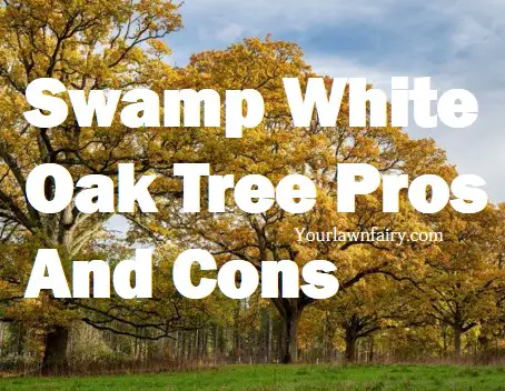Swamp White Oak Tree Pros And Cons