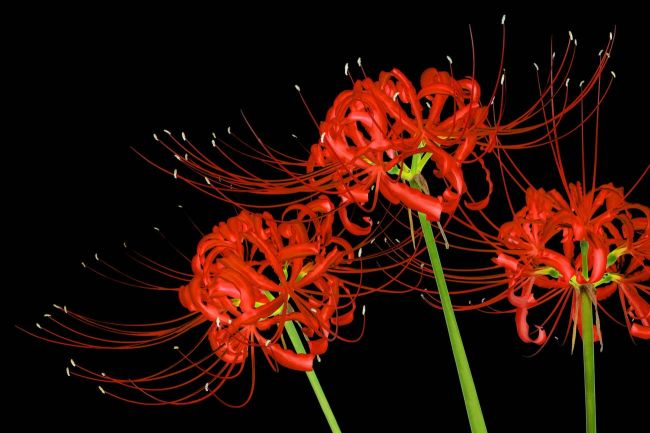 Meaning Of Spider Lily: The Symbolism Behind The Spider Lily