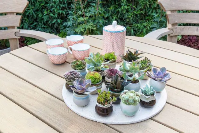 Can You Plant Succulents In Regular Potting Soil? Yes and No