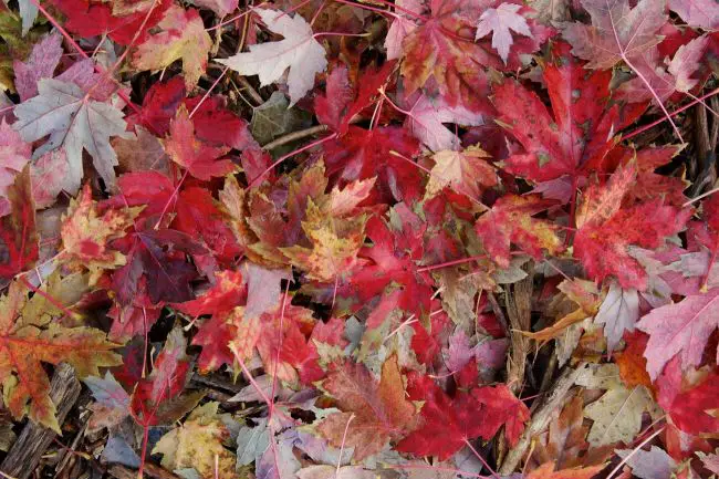 Autumn Fantasy Maple Tree Pros And Cons